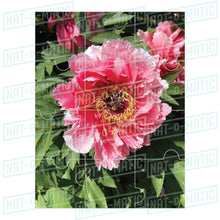 Load image into Gallery viewer, Puzzle