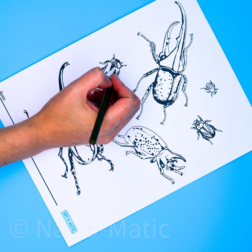 Beetles Coloring Page- Printable Instant Download – Nat-o-Matic